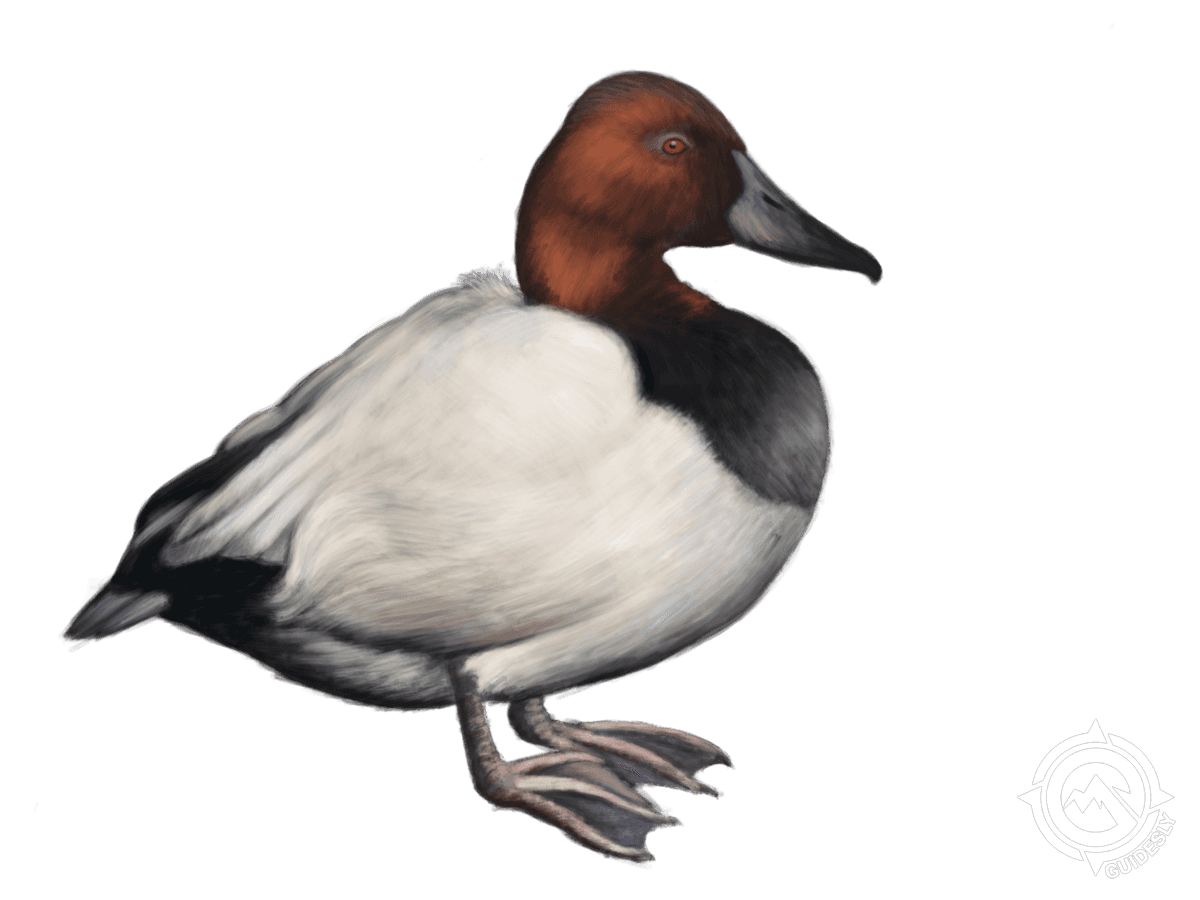 Canvasback