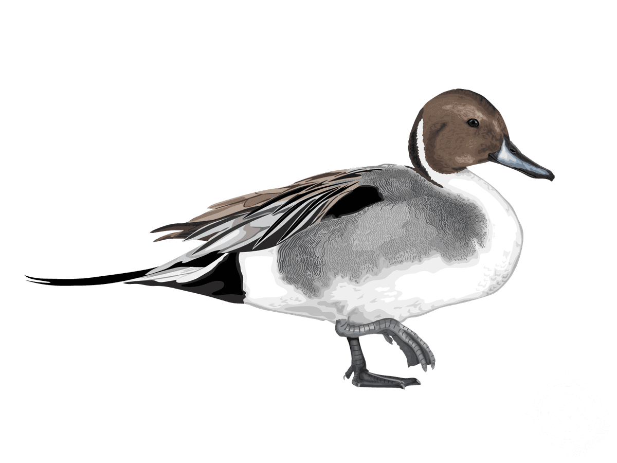 Northern Pintail